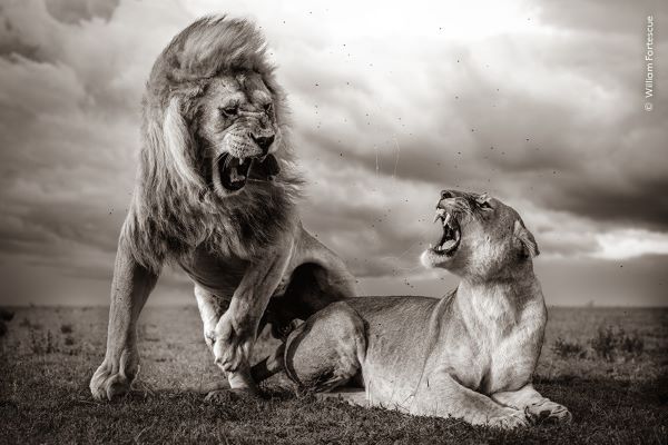 60° Wildlife Photographer of the Year al Museo della Permanente